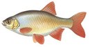 Nimfey - иконка «рыбалка» в Полтавке